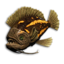 Titan Triggerfish's icon