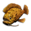 Sunset Triggerfish's icon