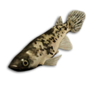 Spotted Tetra's icon