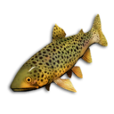 Sunset Trout's icon