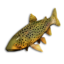 Sunset Trout's icon