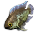 Emerald Diano's icon