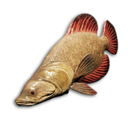 Crimson Wrasse's icon