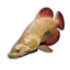 Crimson Wrasse's icon