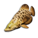 Spotted Wrasse's icon
