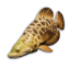 Spotted Wrasse's icon