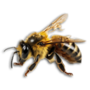 Worker Bee's icon