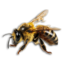 Worker Bee's icon